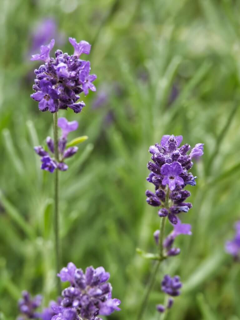 Lavendel bei Kräuterwanderung von Elas kleine Farm