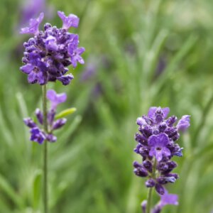 Lavendel bei Kräuterwanderung von Elas kleine Farm