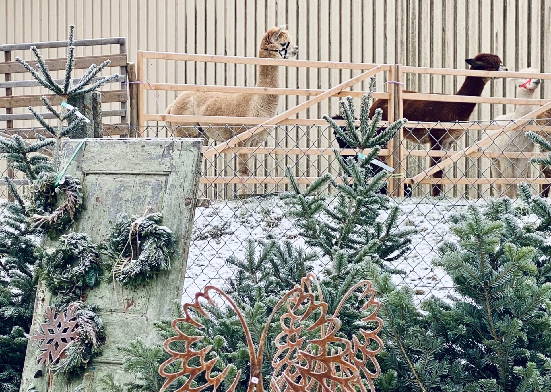 Alpakas auf Weihnachtsmarkt im Schnee