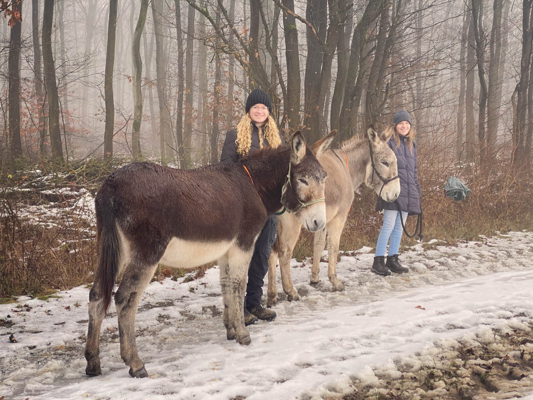 Esel-Glühwein-Wanderung im Schnee durch den winterlichen mystischen Wald