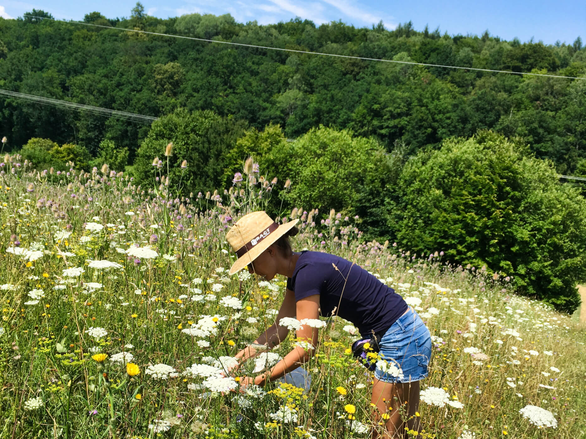 Kräuterwanderung-Kräuterworkshop-Wildkräuter_sammeln-Elas_kleien_Farm